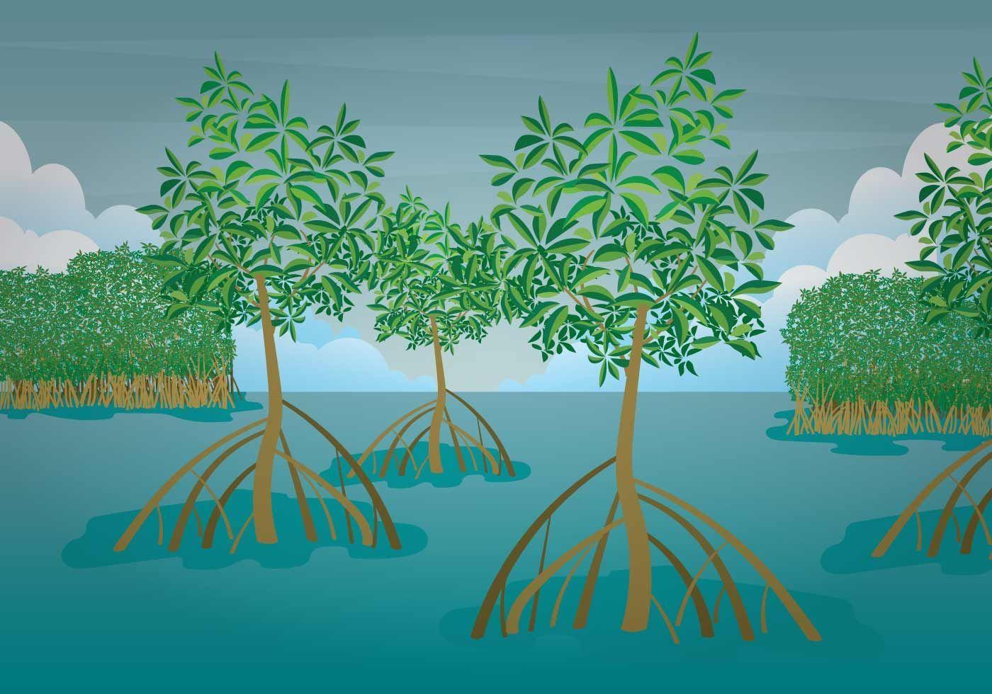 1400x980 Free Mangrove Illustration. Illustration, Jungle mural, Mangrove
