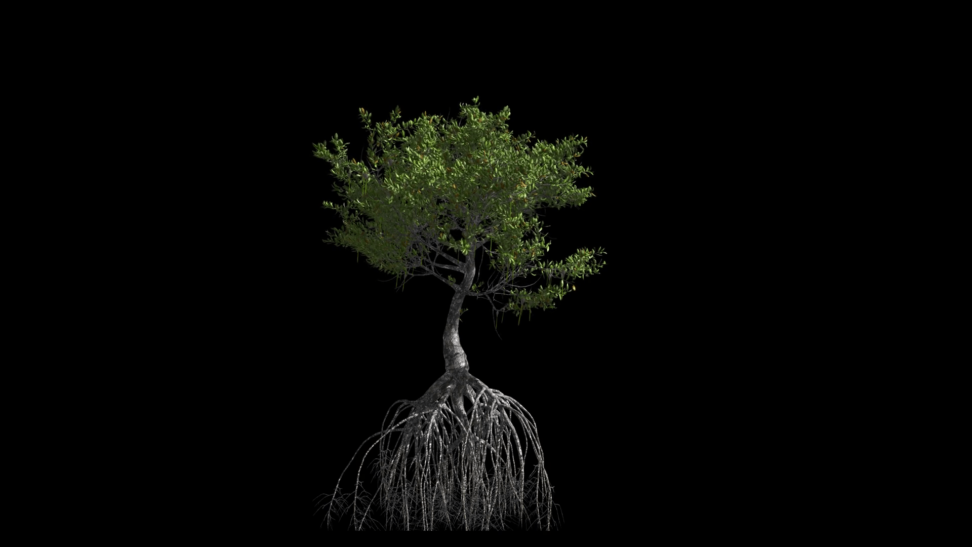 Mangrove Wallpapers - Top Free Mangrove Backgrounds - WallpaperAccess