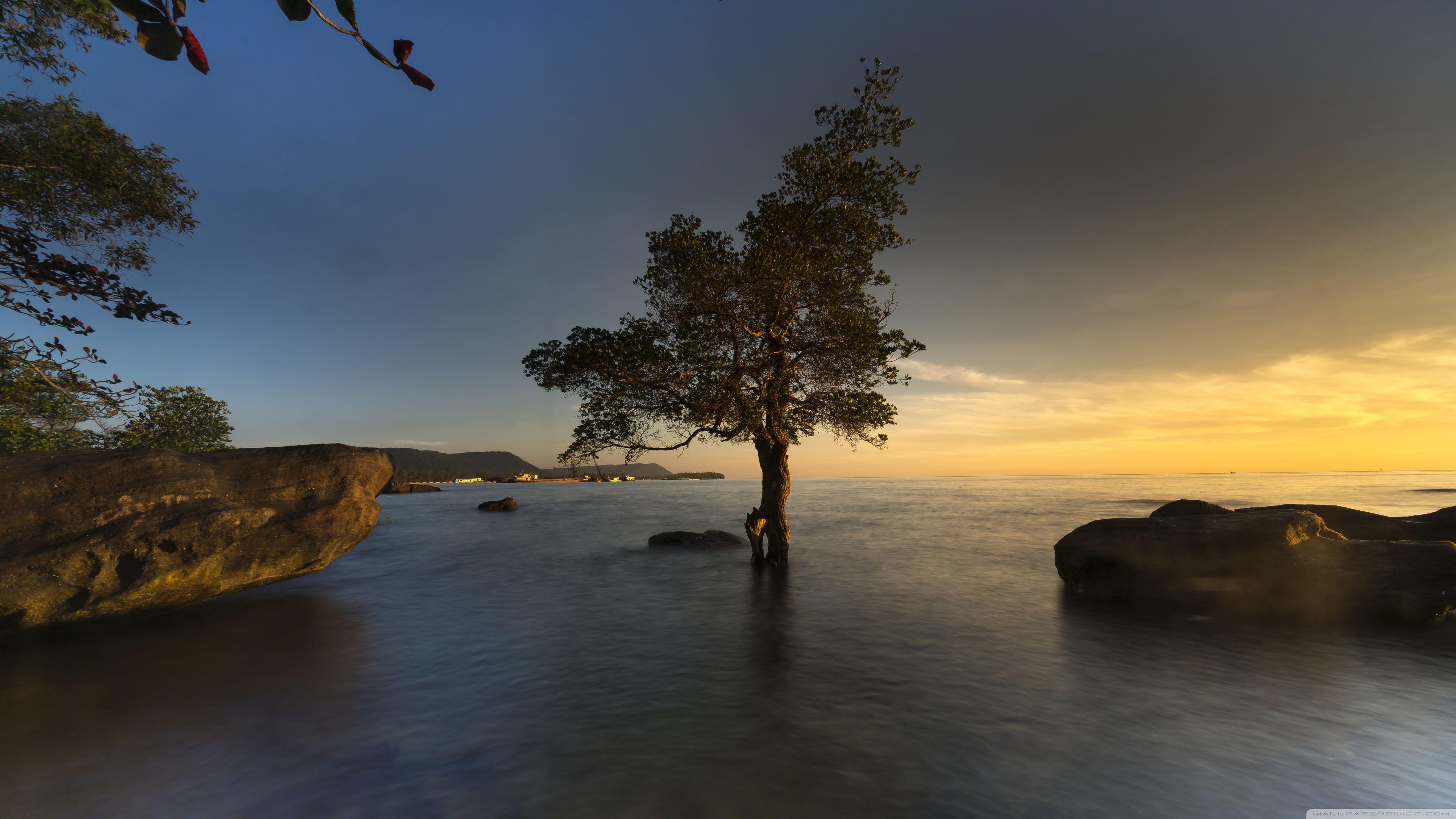 3840x2160 Mangrove Tree, Vietnam Ultra HD Desktop Background Wallpaper for 4K UHD TV : Widescreen & UltraWide Desktop & Laptop : Tablet