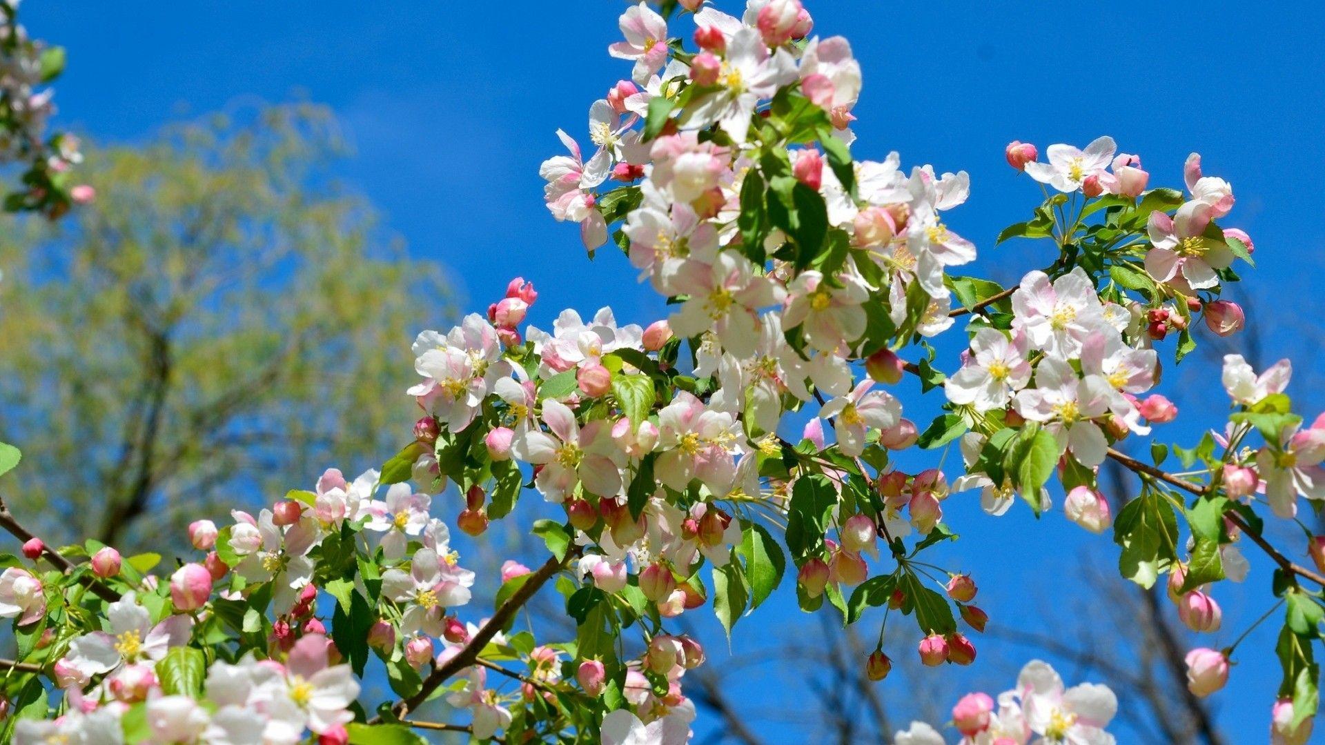 1920x1080 Apple Tree Wallpaper