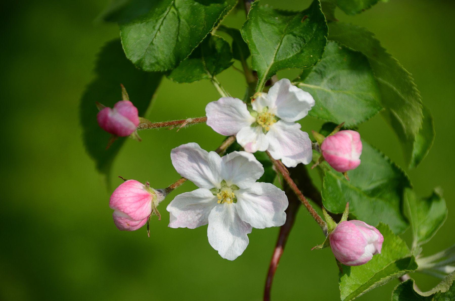 Apple Blossom Tree Wallpapers - Top Free Apple Blossom Tree Backgrounds