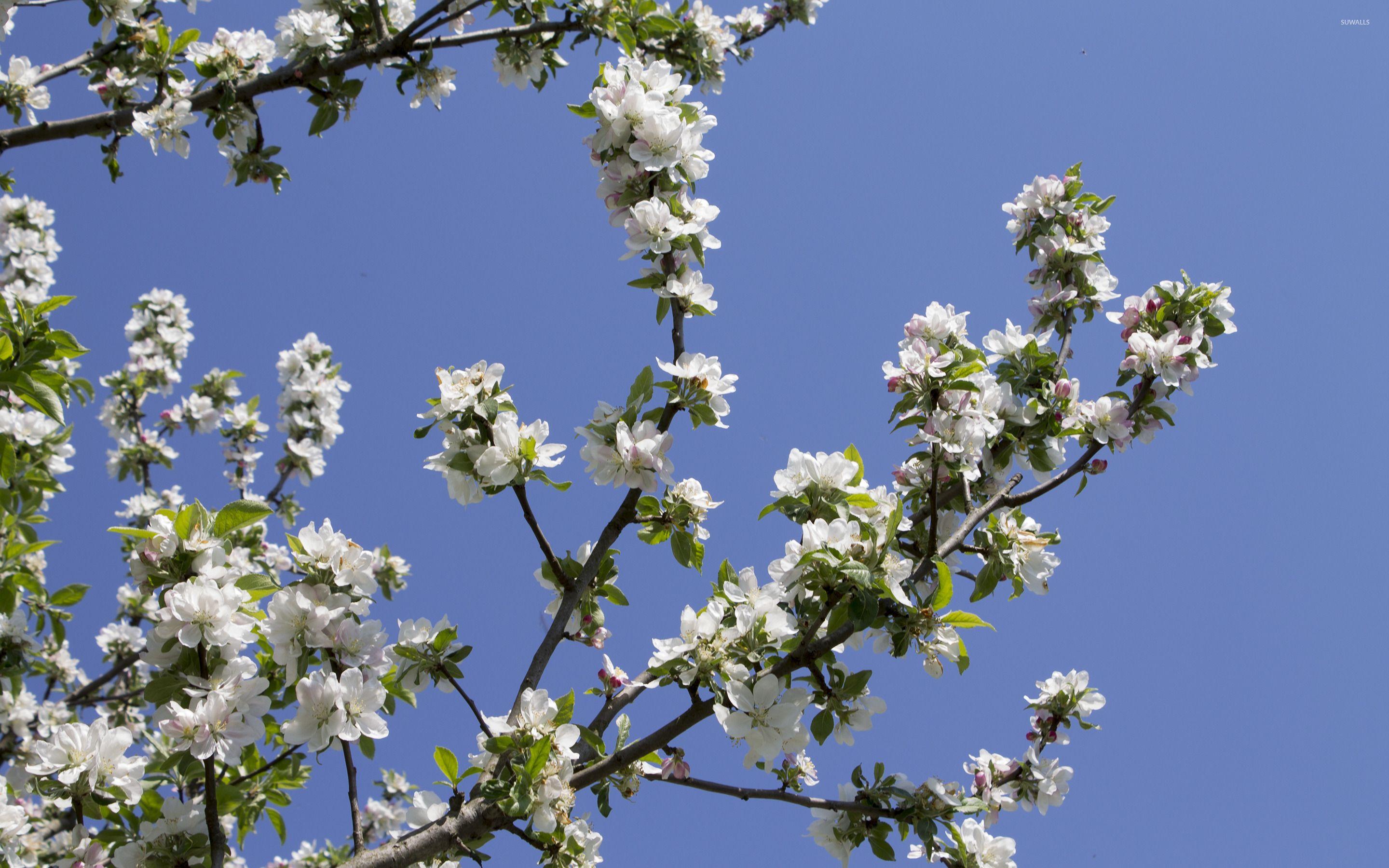 2880x1800 Apple tree branch wallpaper wallpaper