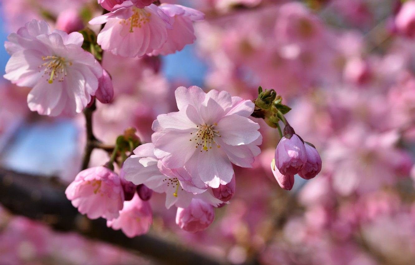 Apple Blossom Tree Wallpapers - Top Free Apple Blossom Tree Backgrounds ...