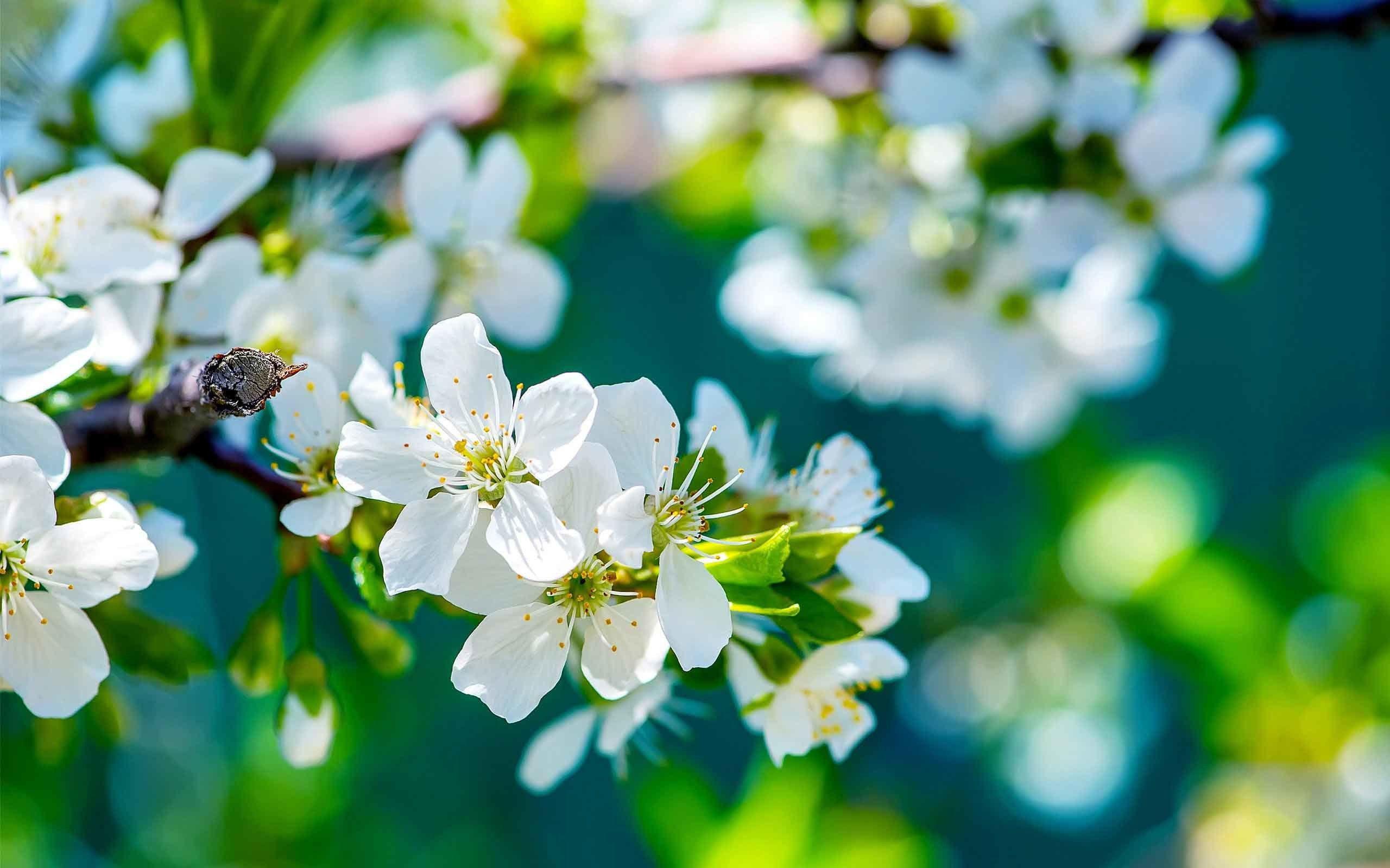 Apple Blossom Tree Wallpapers - Top Free Apple Blossom Tree Backgrounds