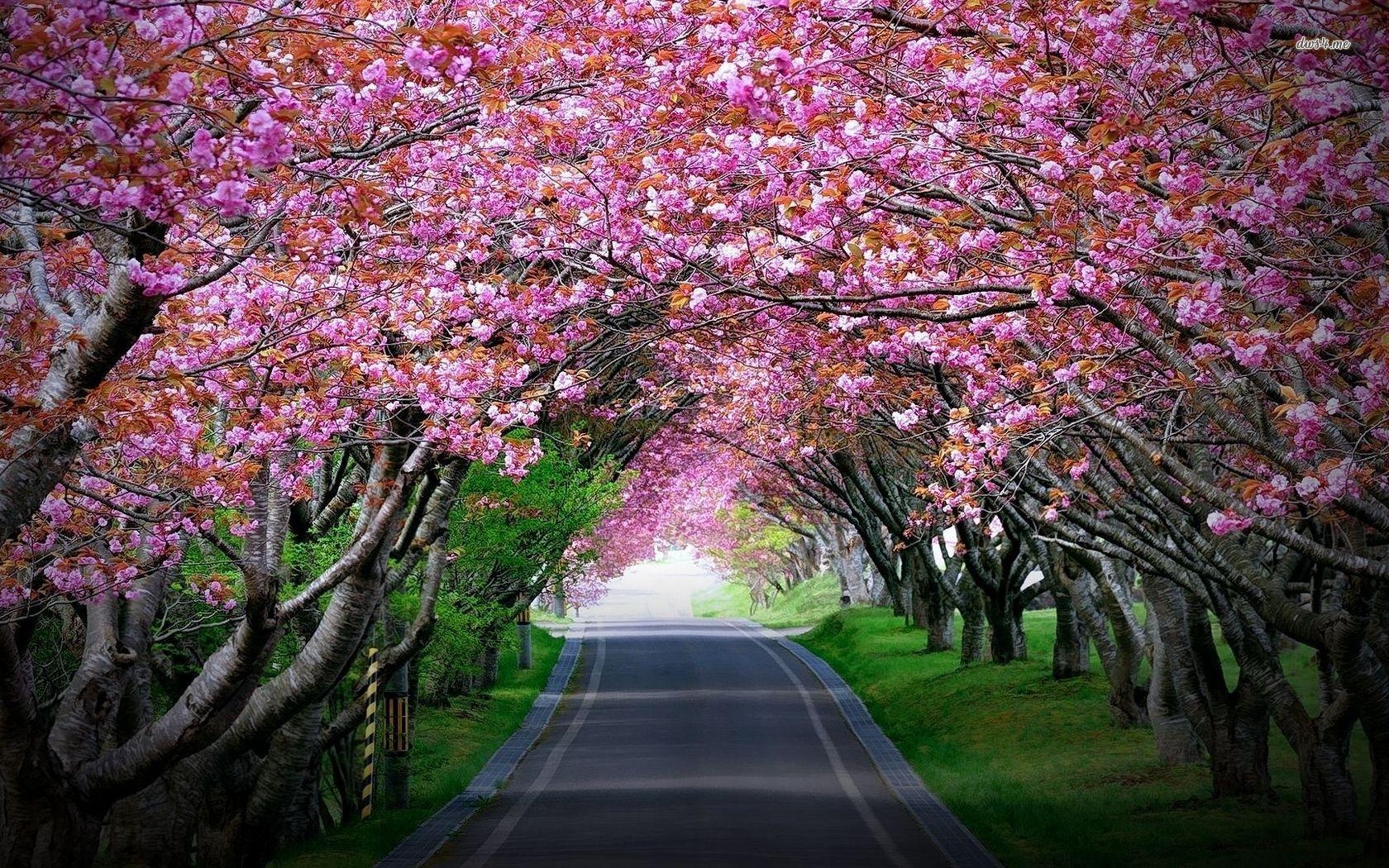 1680x1050 Cherry Blossom Tree Wallpaper