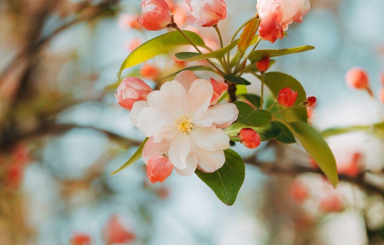 Apple Blossom Tree Wallpapers - Top Free Apple Blossom Tree Backgrounds