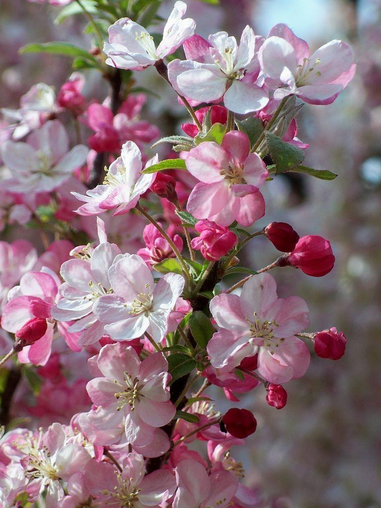 Apple Blossom Tree Wallpapers - Top Free Apple Blossom Tree Backgrounds