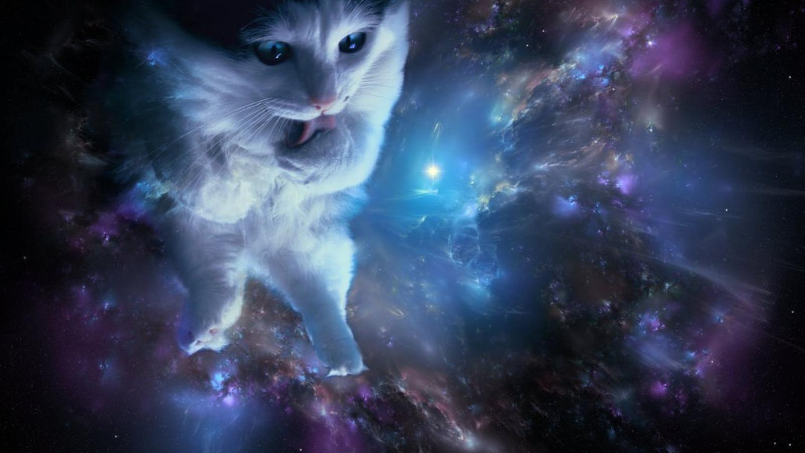 1600x900 Kitten In Space Wallpaper