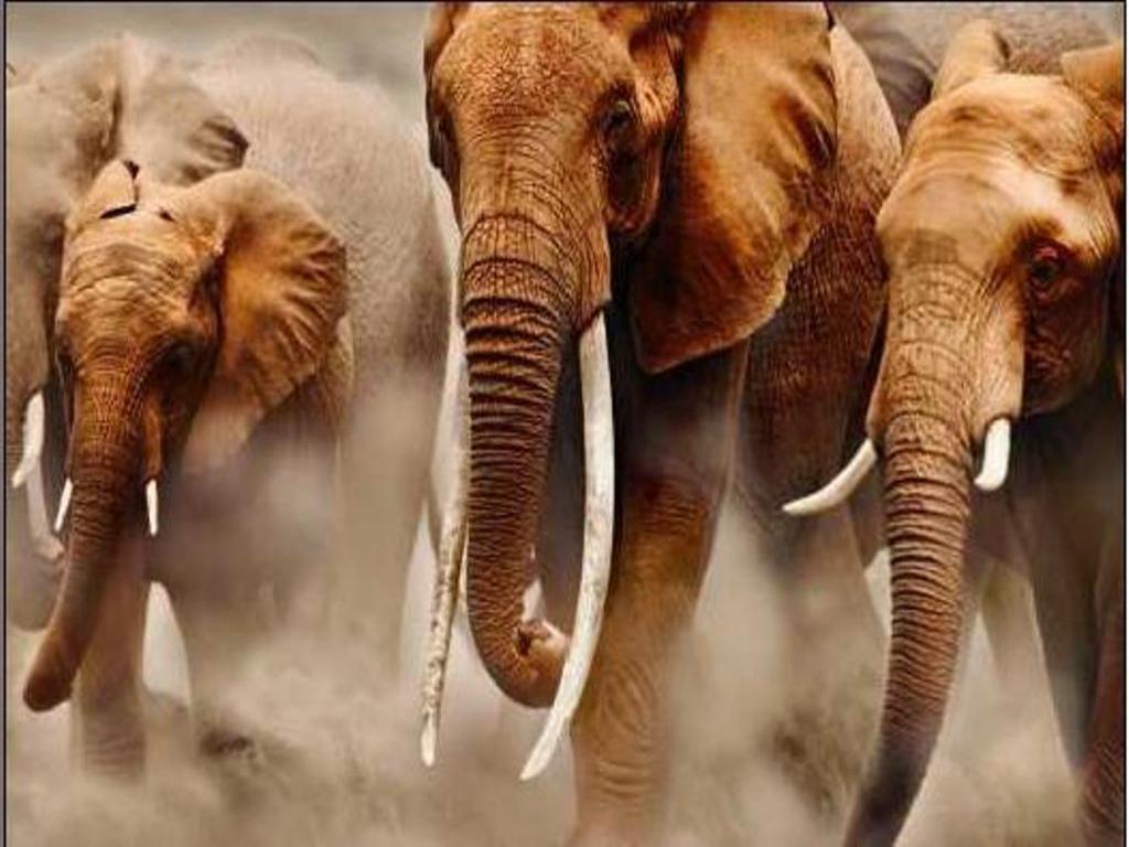 1024x768 African Art Wallpaper