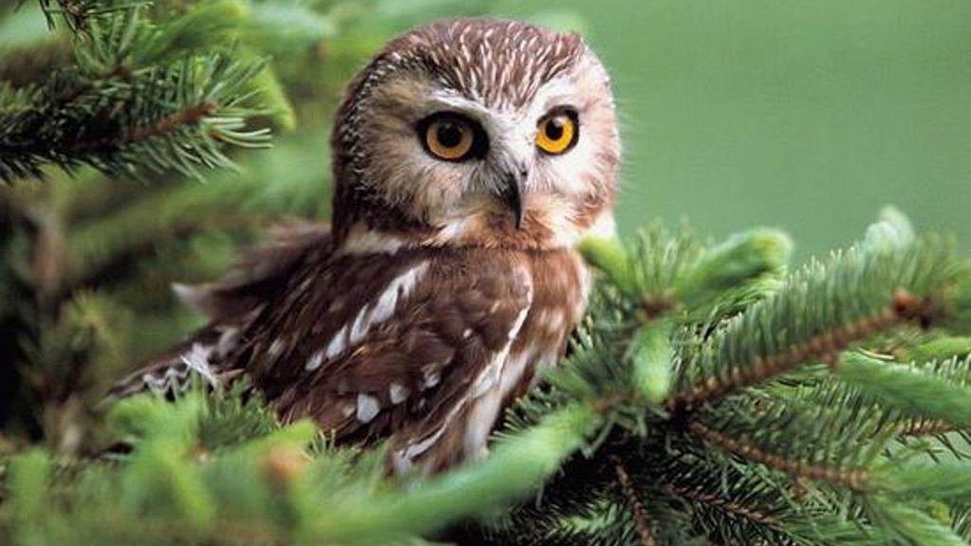 1920x1080 cute owl desktop wallpaper Desktop Wallpaperk HD