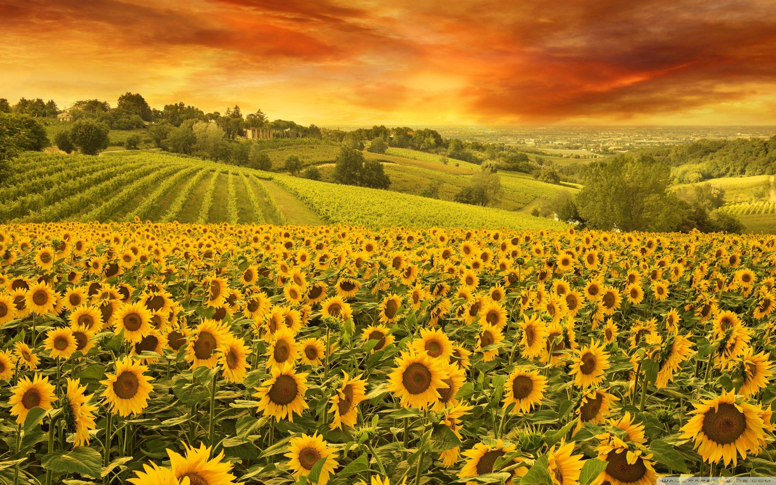 2560x1600 Italian Countryside Wallpaper