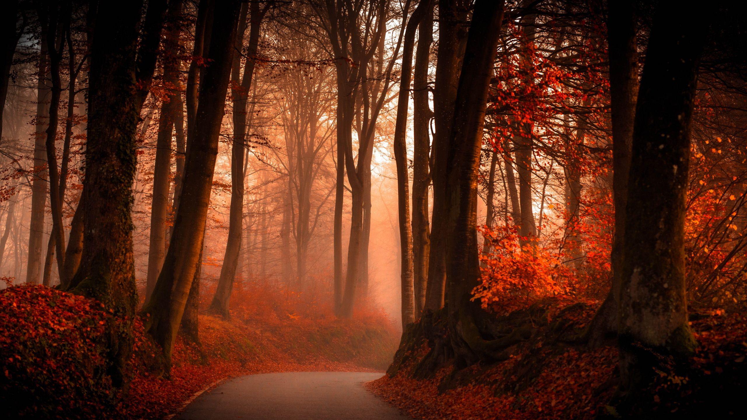Autumn Forest Desktop Wallpapers Top Free Autumn Forest Desktop Autumn Forest Desktop Wallpapers Top Free Autumn Forest Desktop