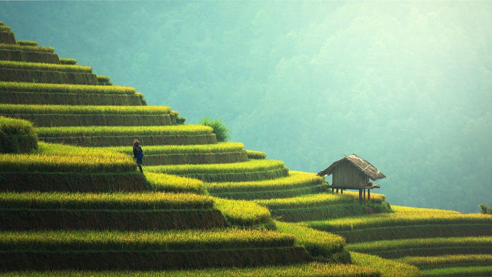 1600x900 Beautiful Rice Terraces, China, Countryside, Greens, Hut 1080x1920 IPhone 8 7 6 6S Plus Wallpaper, Background, Picture, Image