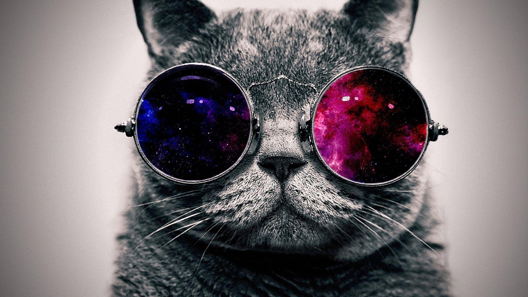 2048x1152 cat, face, glasses 2048x1152 Resolution Wallpaper, HD Animals 4K Wallpaper, Image, Photo and Background