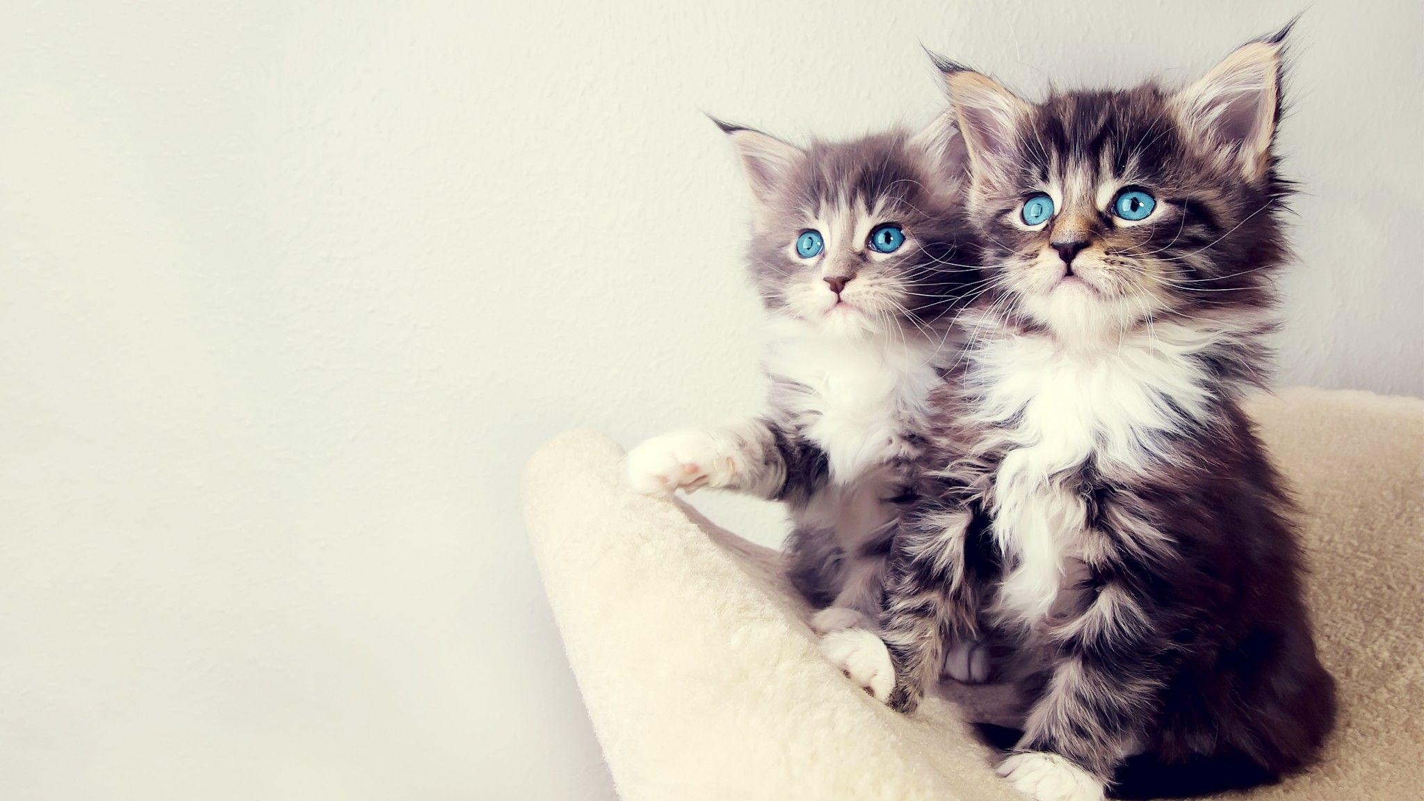 2048x1152 Download Free Cute Cat Wallpaper 18593 2048x1152 px High Definition Wallpaper