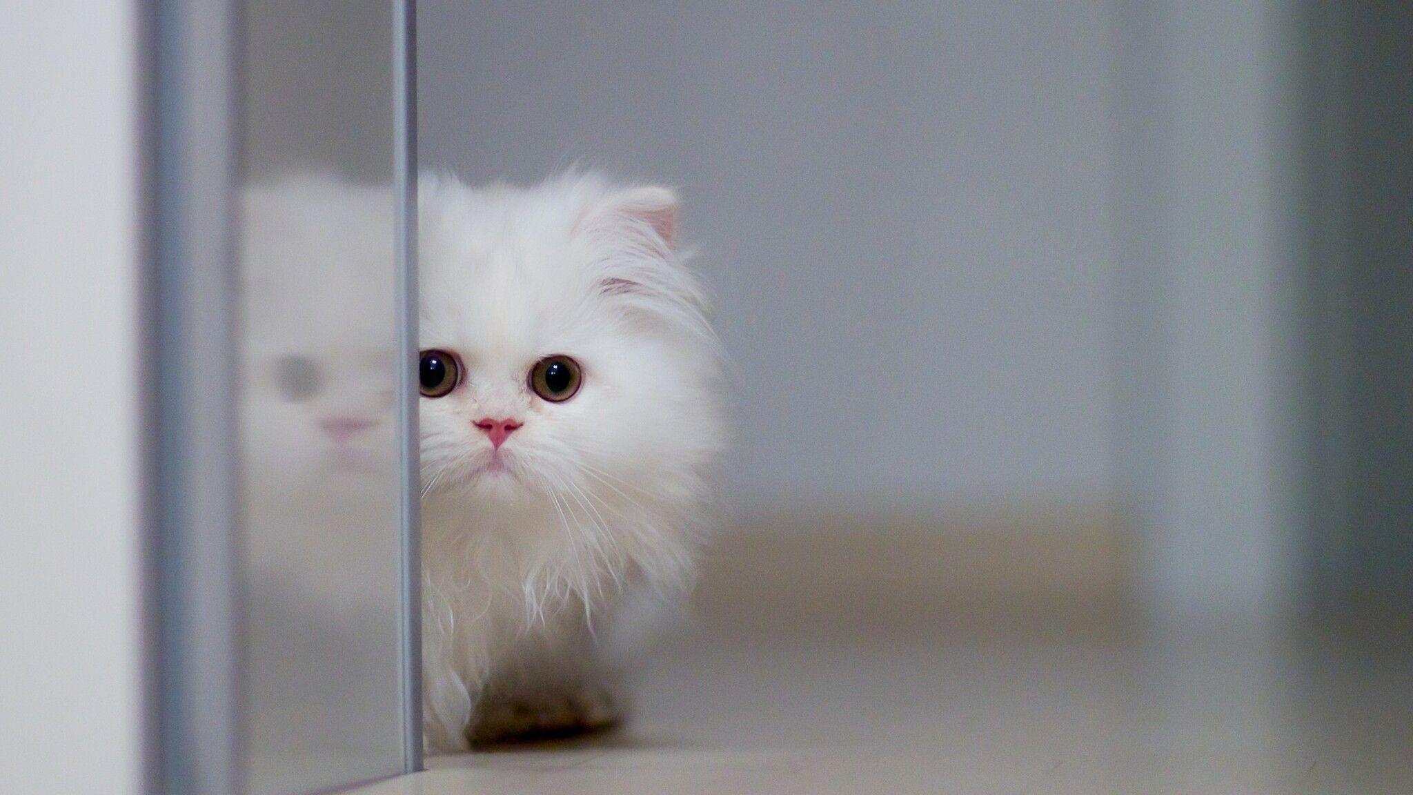 2048x1152 Fluffy Cat 2048x1152 Resolution HD 4k Wallpaper, Image, Background, Photo and Picture