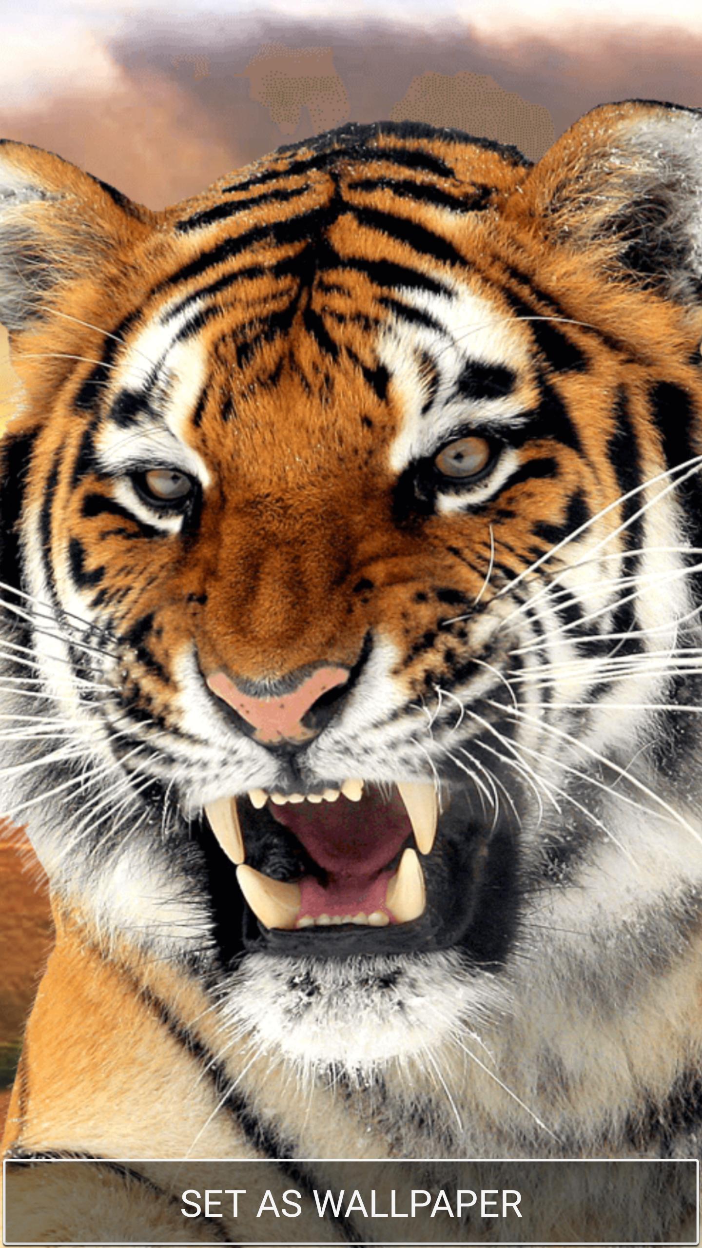 Siberian Tiger - harimau wallpaper (40827644) - fanpop