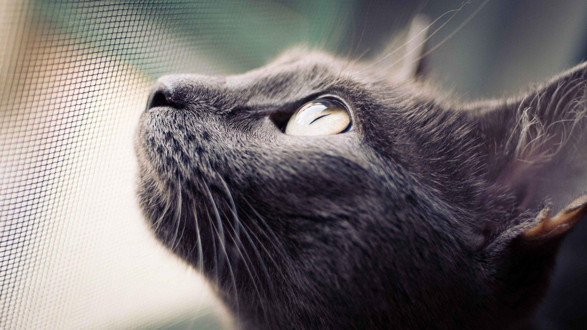 2048x1152 #eyes, #animals, #nets, #macro, #cat, wallpaper. Mocah.org HD Desktop Wallpaper