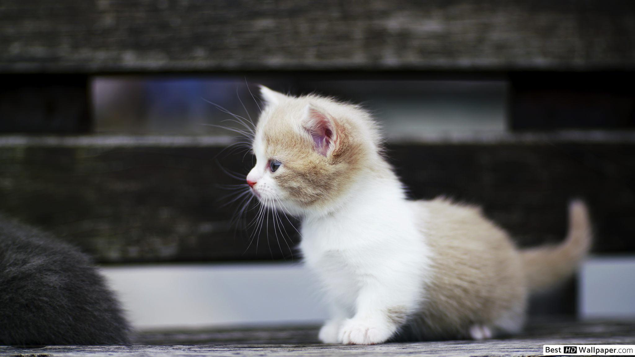 2048x1152 Cute White Cat HD wallpaper download