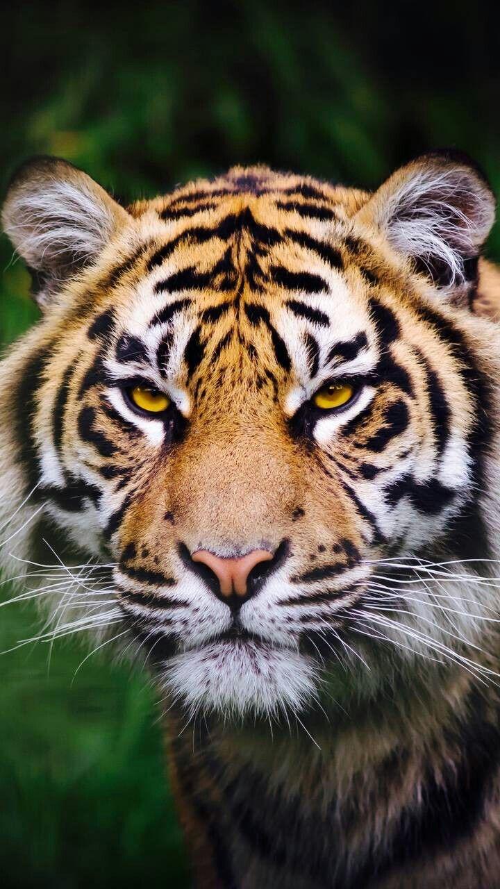 720x1280 Harimau malaya.  Binatang buas, Binatang, Hewan