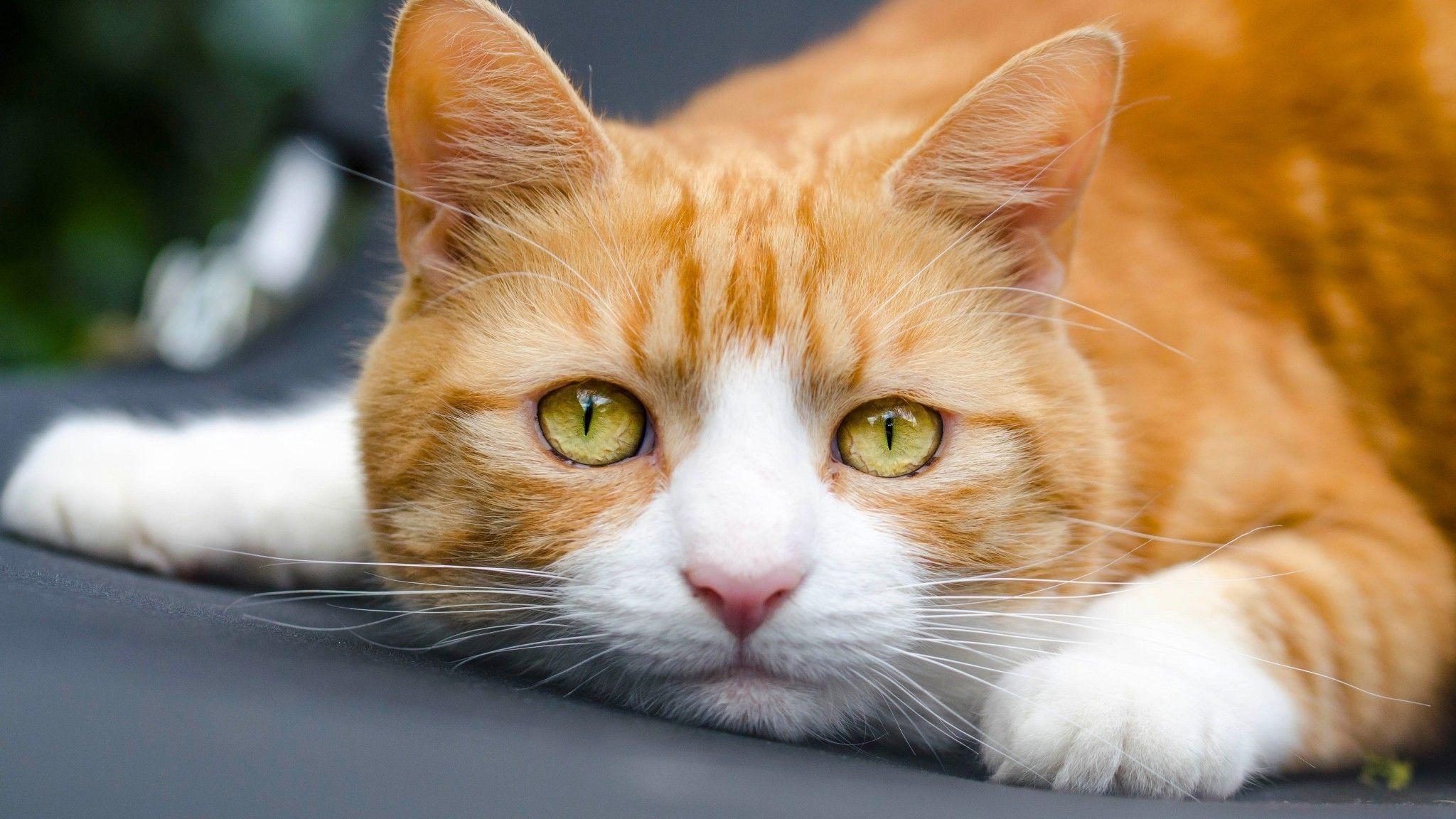 2048x1152 Download 2048x1152 Cat, Lying Down, Close Up, Adorable, Green Eyes Wallpaper