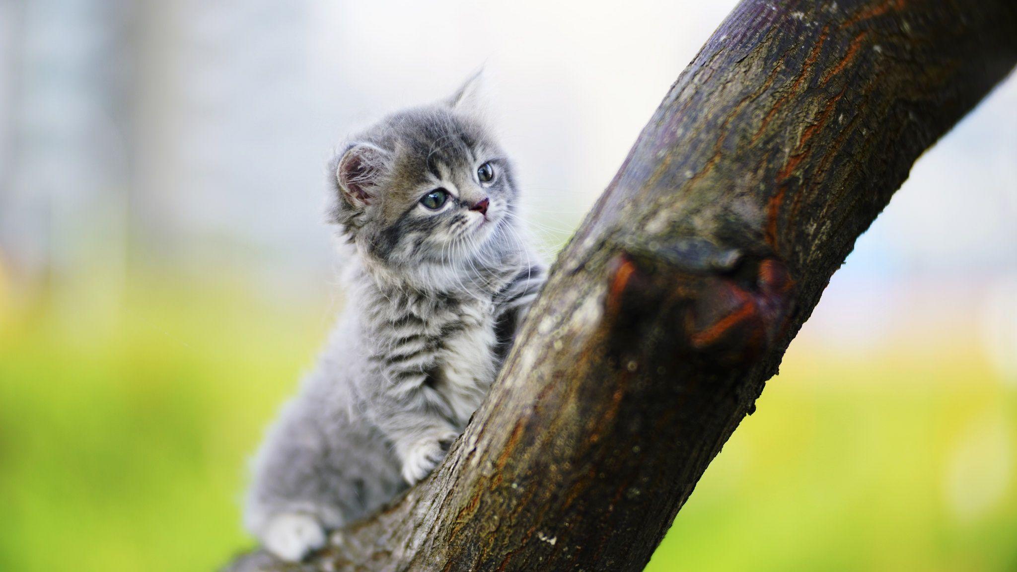 2048x1152 animals, Cat Wallpaper HD / Desktop and Mobile Background