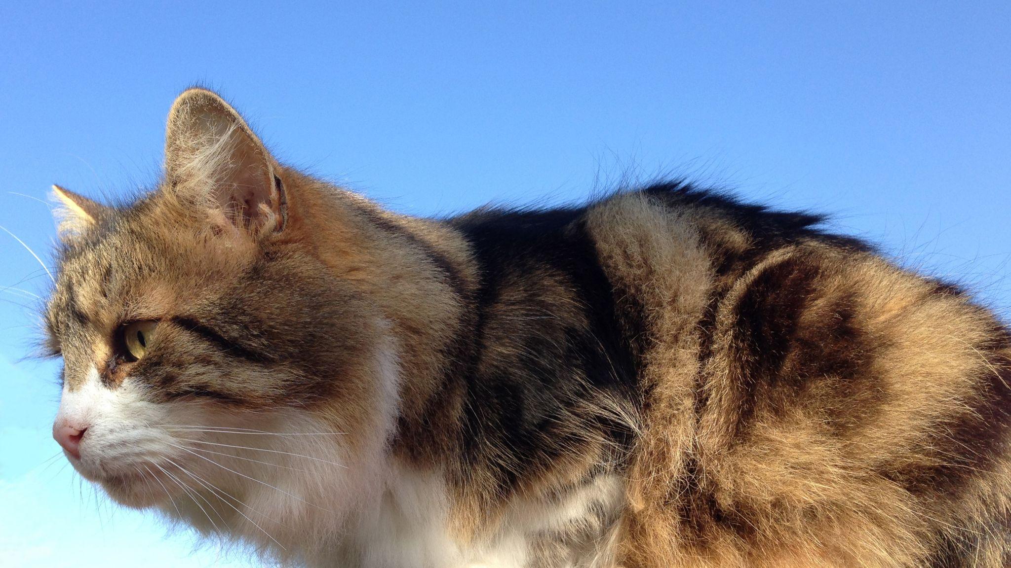 2048x1152 Download 2048x1152 Wallpaper Cat Sitting, Furry Animal, Dual Wide, Widescreen, 2048x1152 HD Image, Background, 7330
