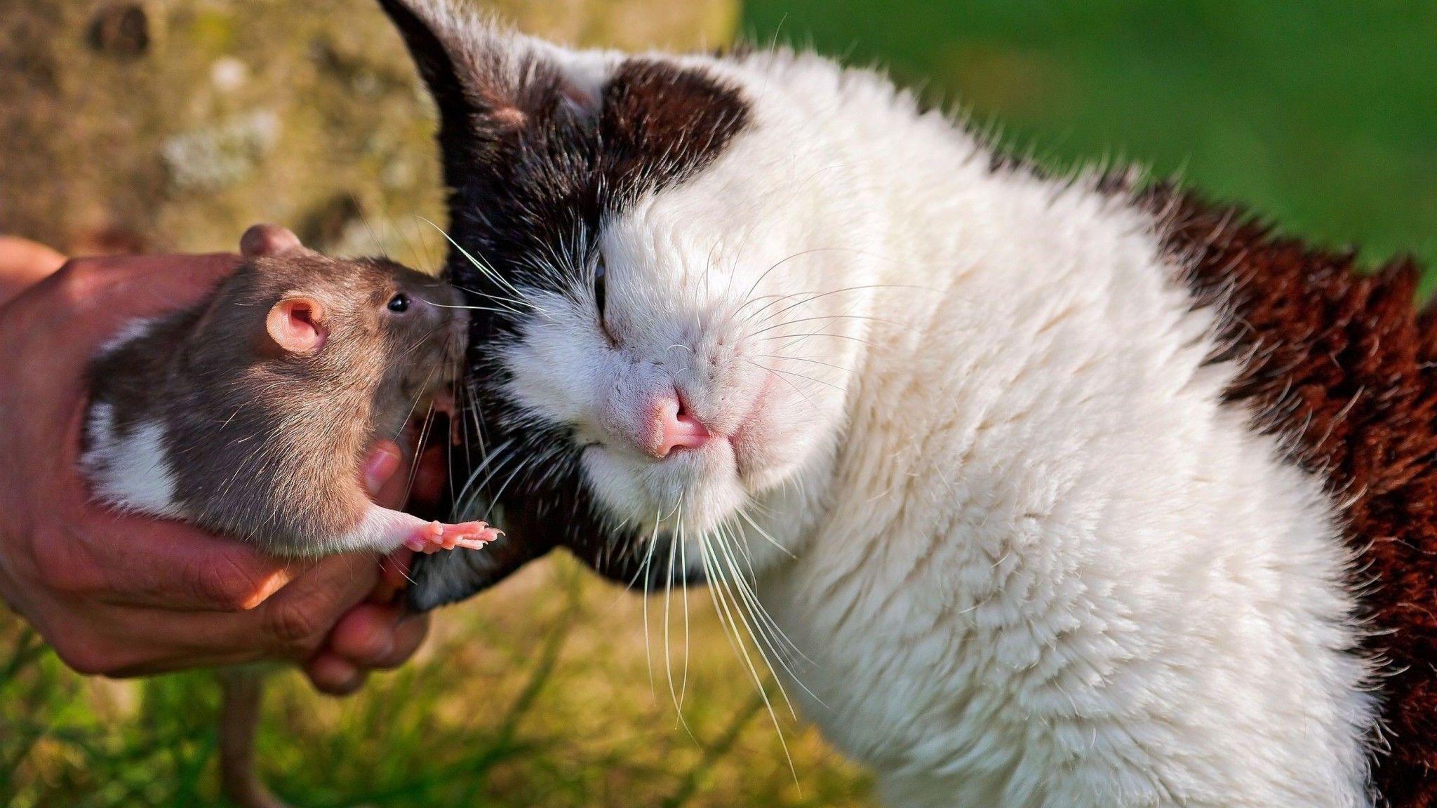 2048x1152 Download 2048x1152 Cat and rat wallpaper