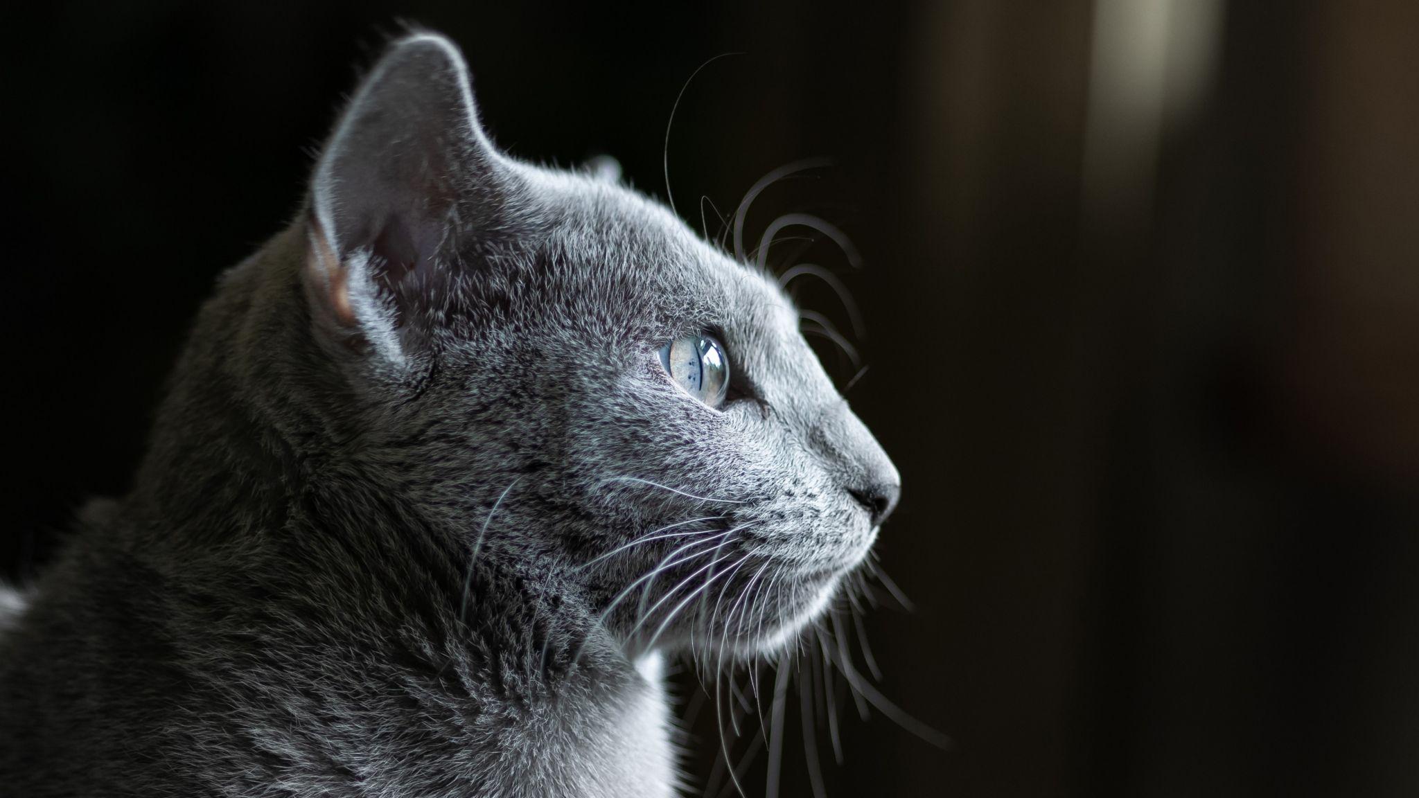 2048x1152 Download cat, grey, 4K Ultra Wide monitor display wallpaper 2048x1152