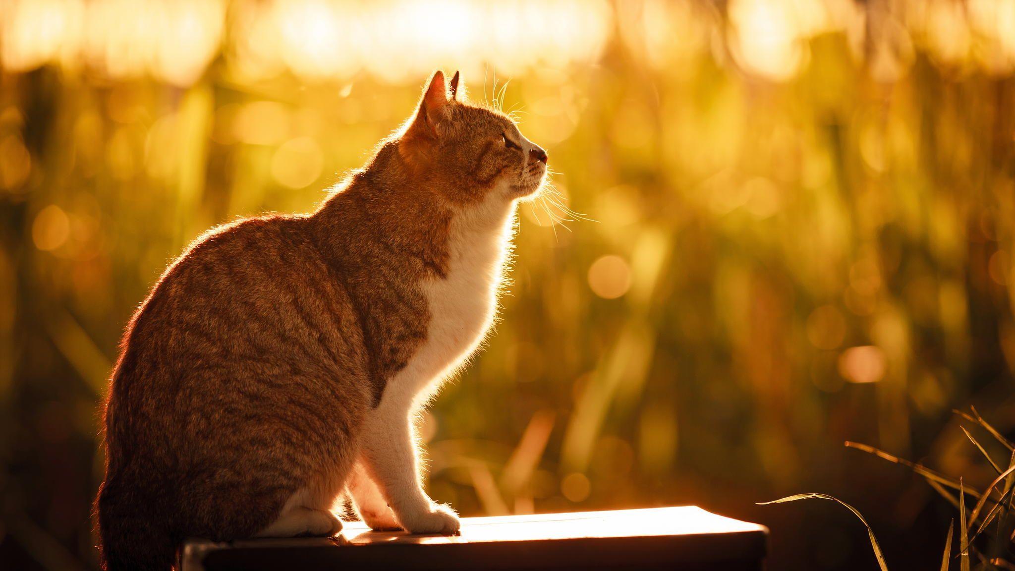 2048x1152 Cat HD wallpaper, Background