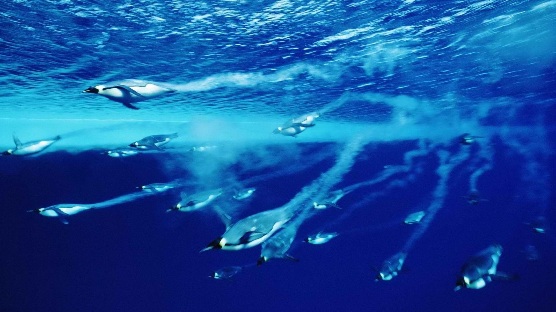 1920x1080 penguins swimming emperor antarctica 1920x1080 wallpaper High Quality Wallpaper, High Definition Wallpaper