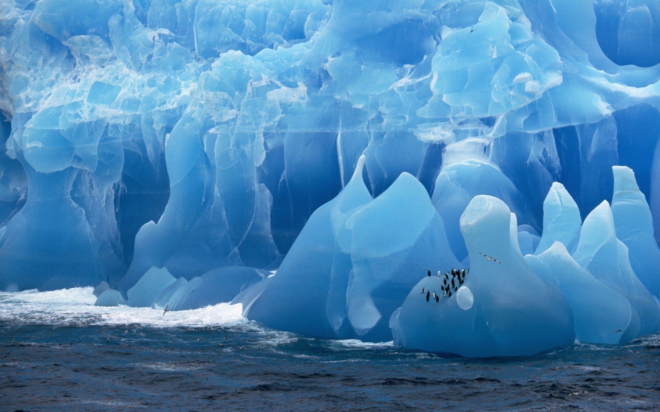 2560x1600 antarctica iceberg birds penguins sea Wallpaper HD / Desktop and Mobile Background