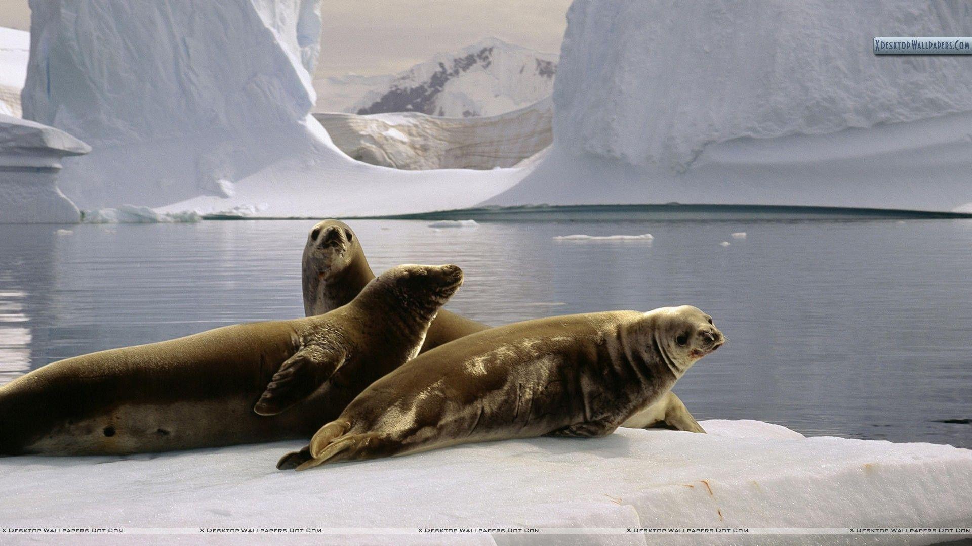 1920x1080 Seals at the South Pole, Antarctica Wallpaper