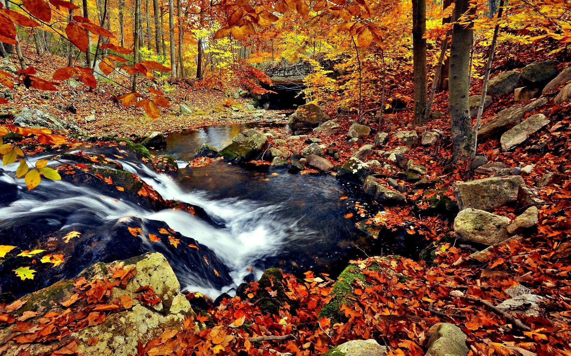 1920x1200 Autumn Forest Wallpaper Free Download