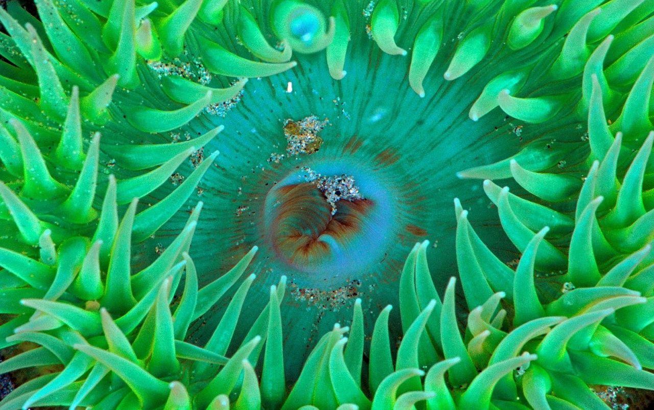 1280x804 Sea anemone wallpaper. Sea anemone