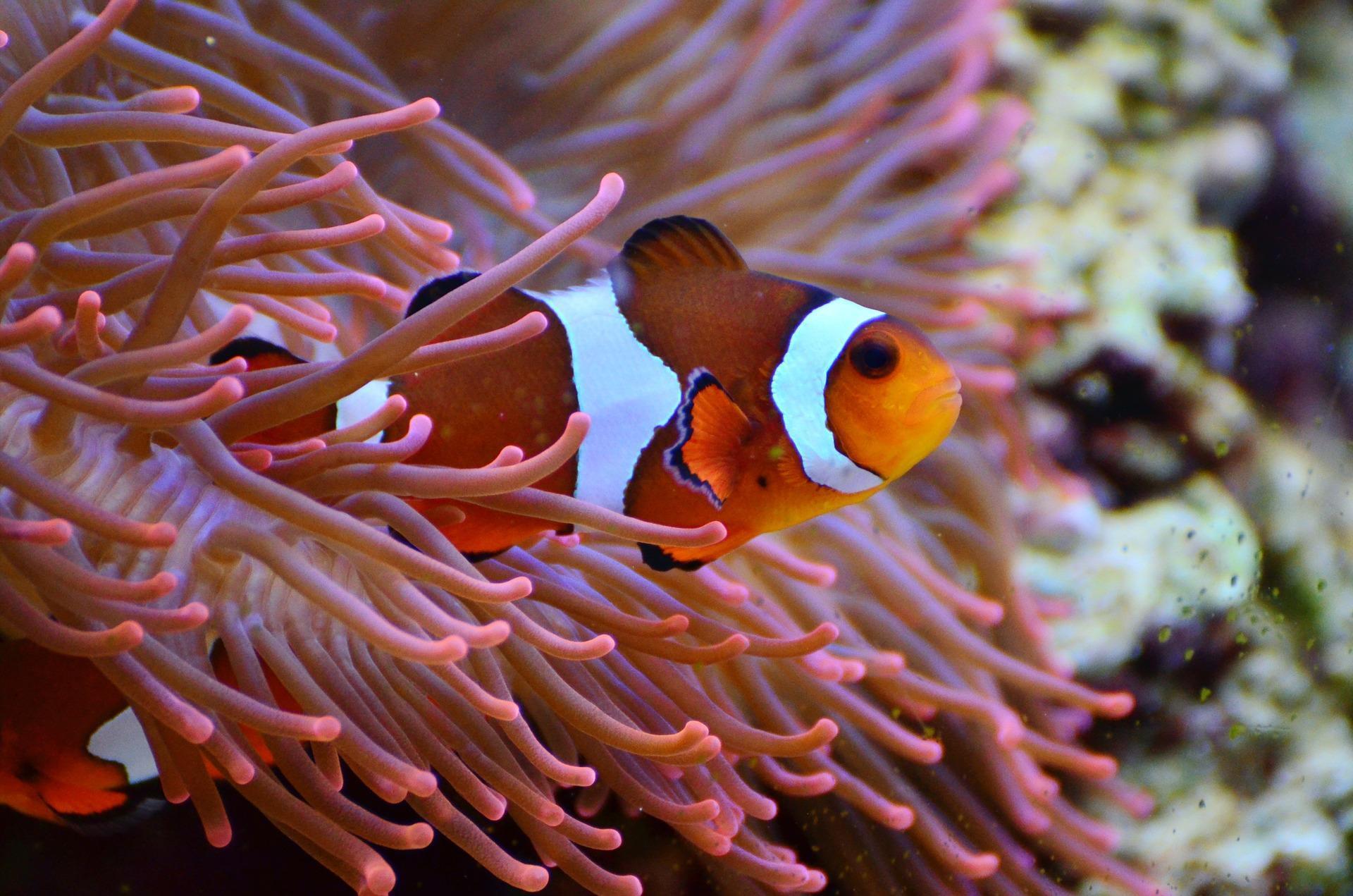 1920x1271 Anemone Wallpaper HD for Android