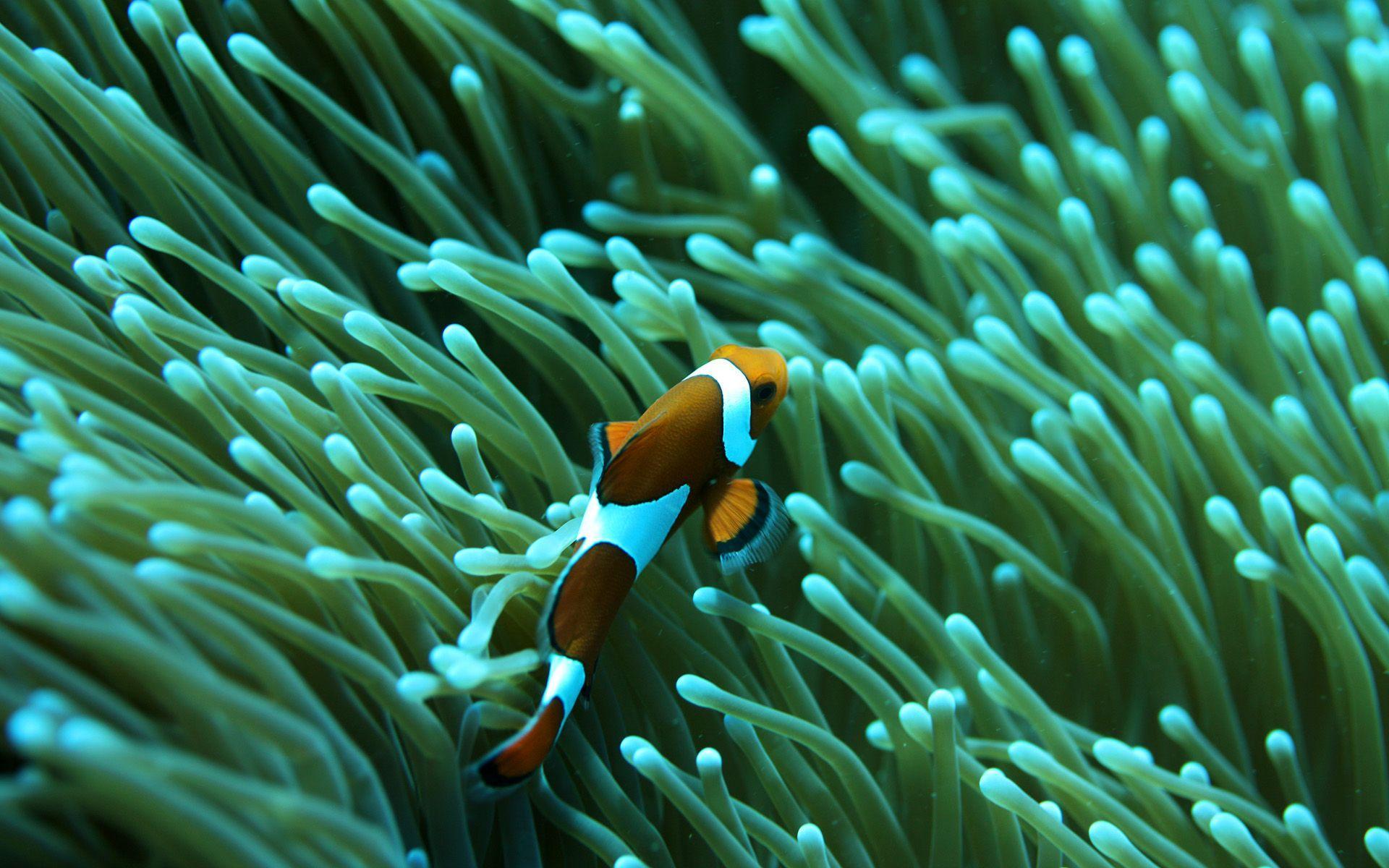 1920x1200 Anemone Wallpaper