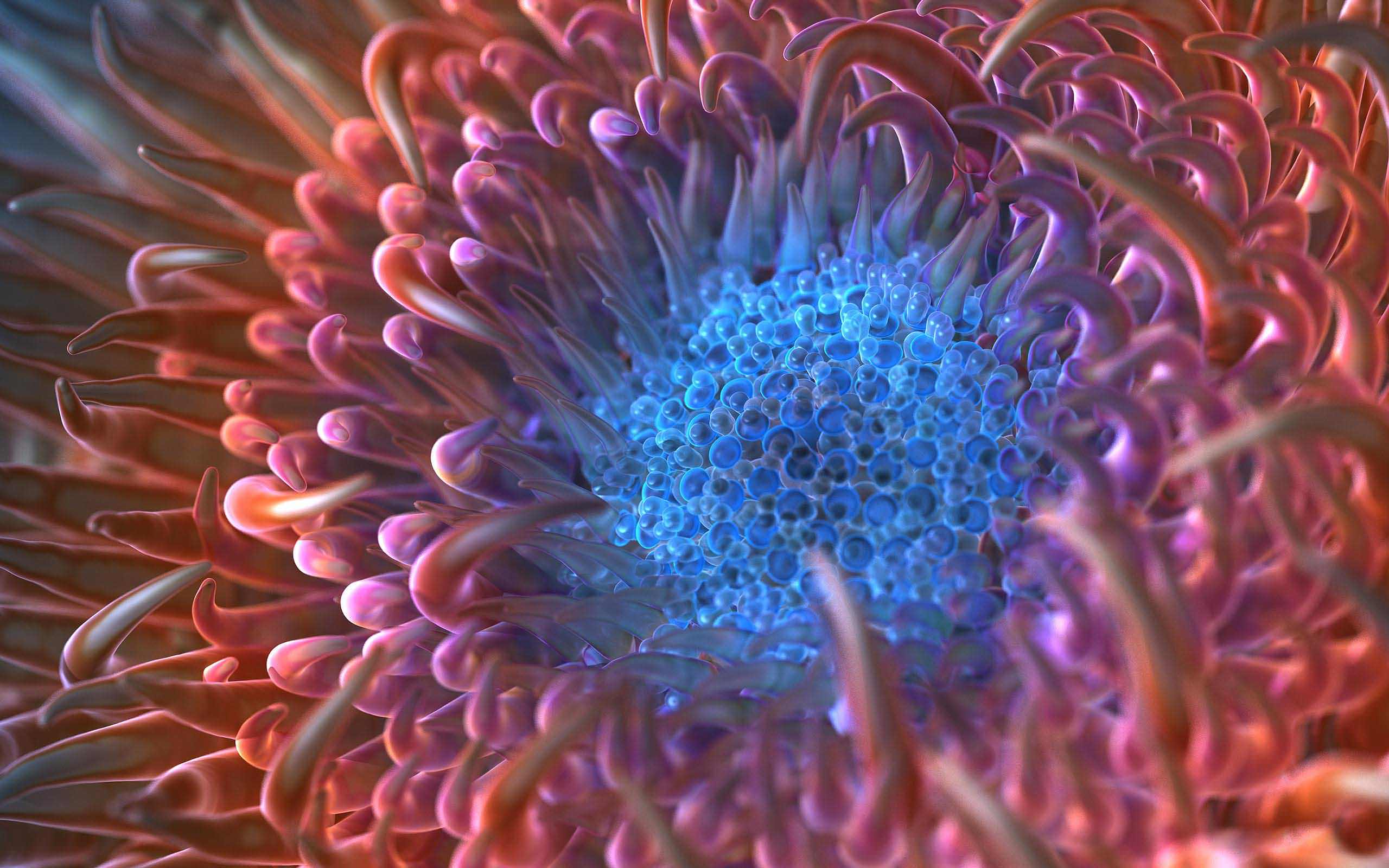 2560x1600 Anemone Wallpaper