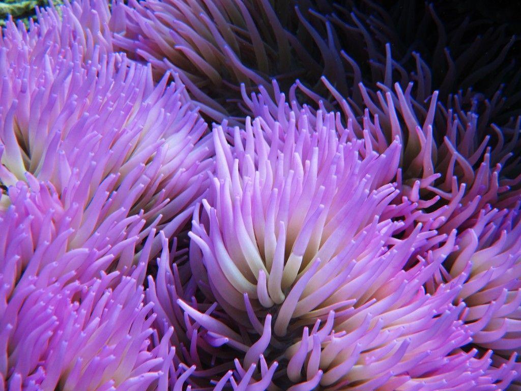 10 Sea Anemone HD Wallpapers and Backgrounds