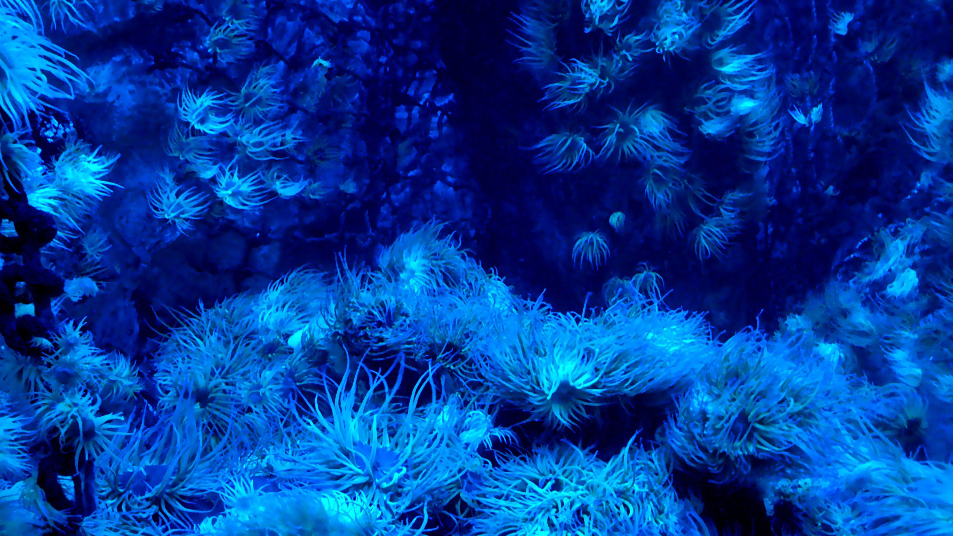 3264x1836 Sea Anemone Wallpaper