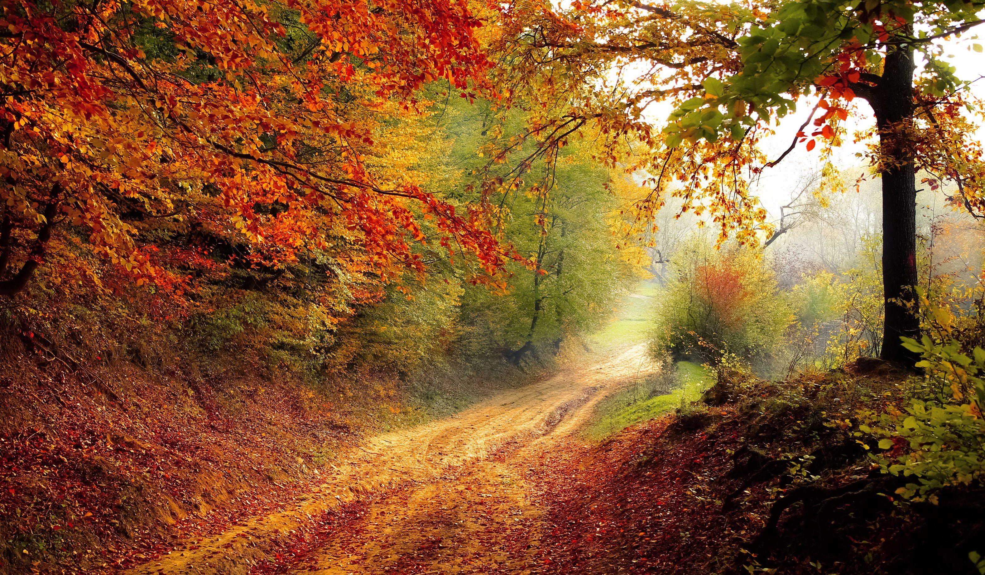 3160x1846 Wallpaper Autumn, Leaves, Yoshikien Garden, Japan, 5K, Nature