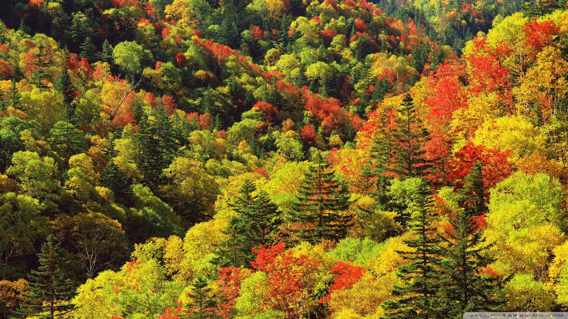 1920x1080 Autumn, Forest, Japan ❤ 4K HD Desktop Wallpaper for 4K Ultra HD TV