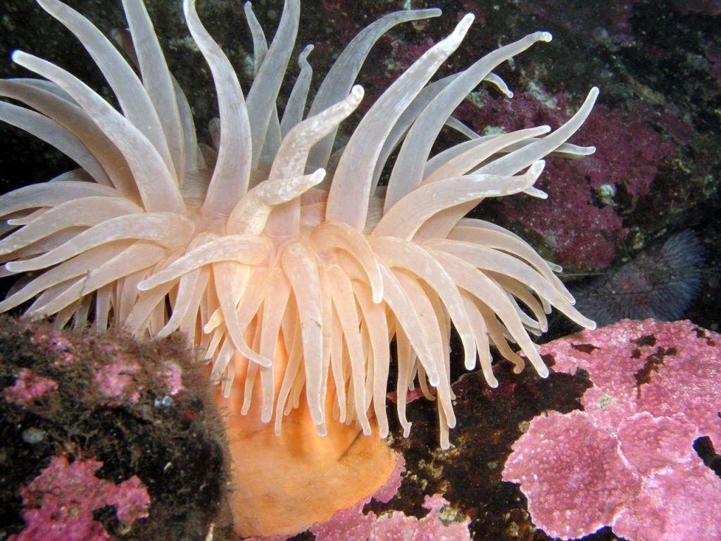 1024x768 Sea Anemone wallpaper, Animal, HQ Sea Anemone pictureK Wallpaper 2019