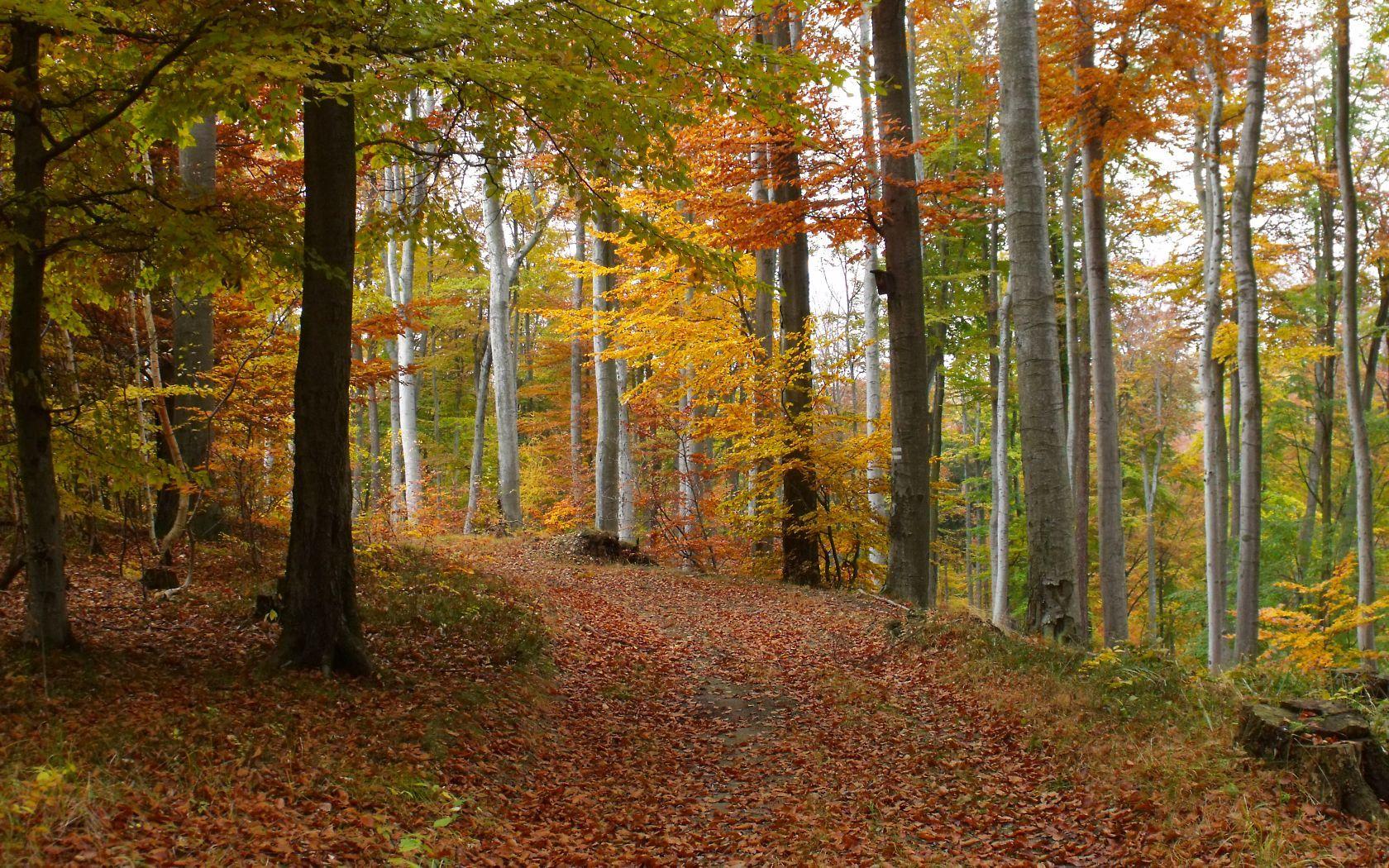 1680x1050 Autumn Forest wallpaper. Autumn Forest