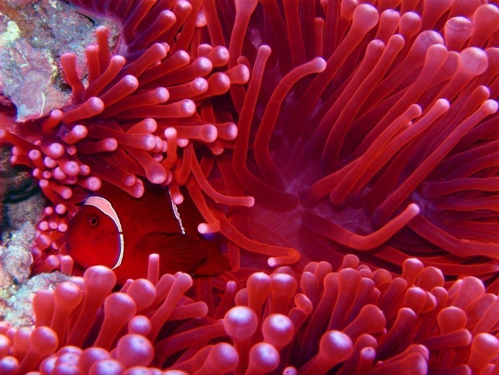 Wallpaper Coral Reef Sea Anemone Marine Biology Stony Corals Sea  Anemones and Corals Background  Download Free Image