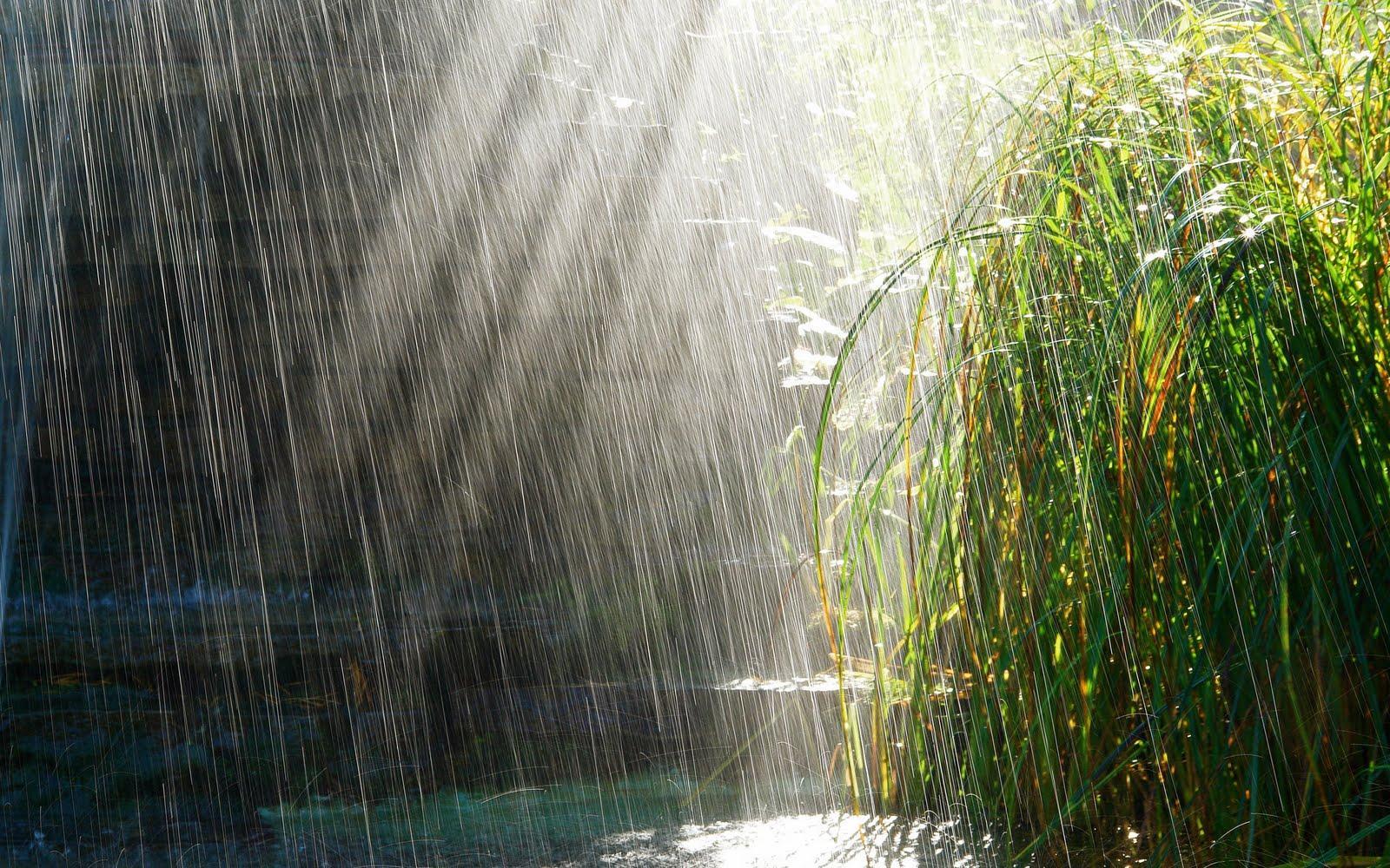 1600x1000 Rainy Nature HD Wallpaper