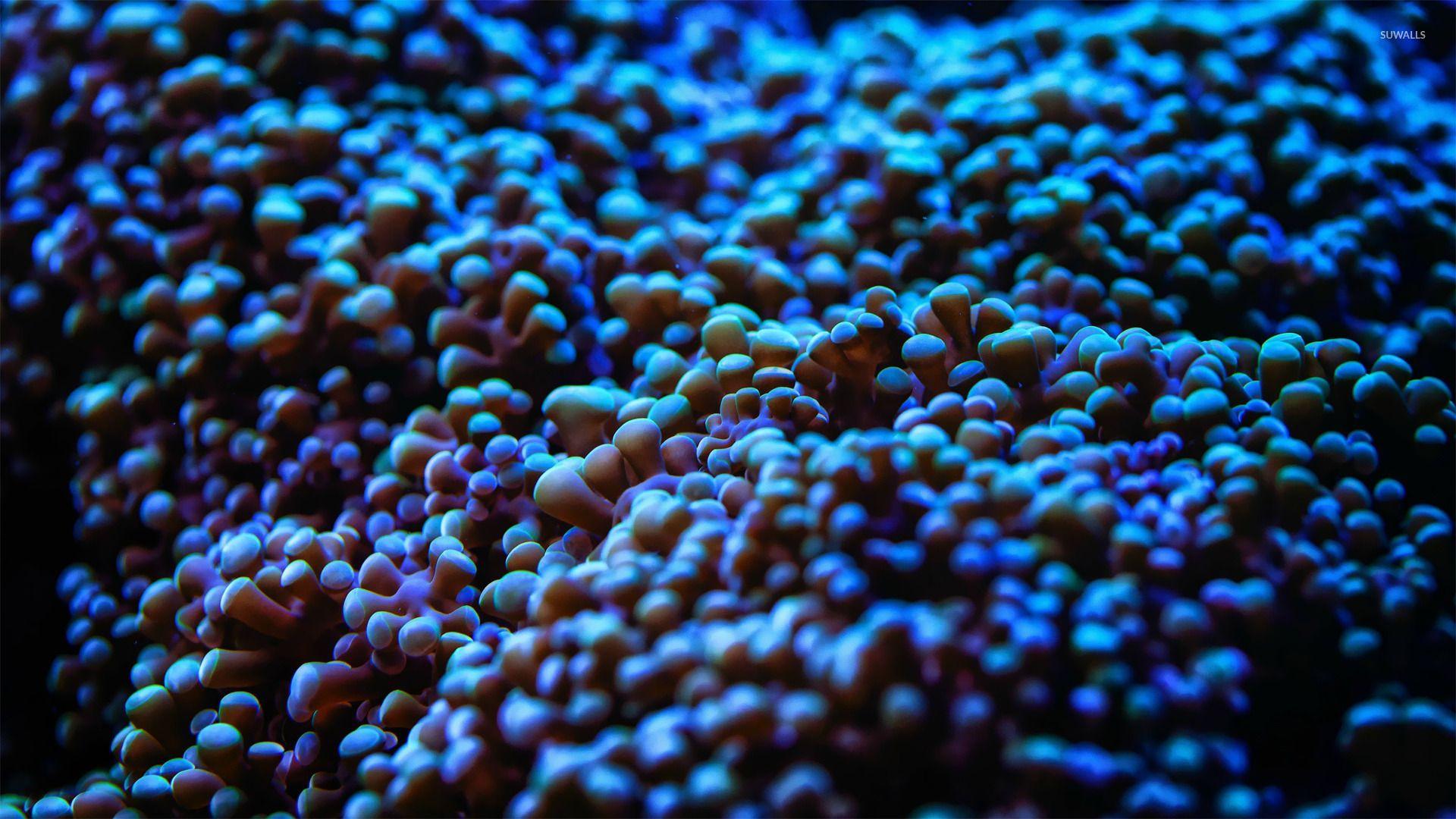 1920x1080 Sea Anemone Wallpaper