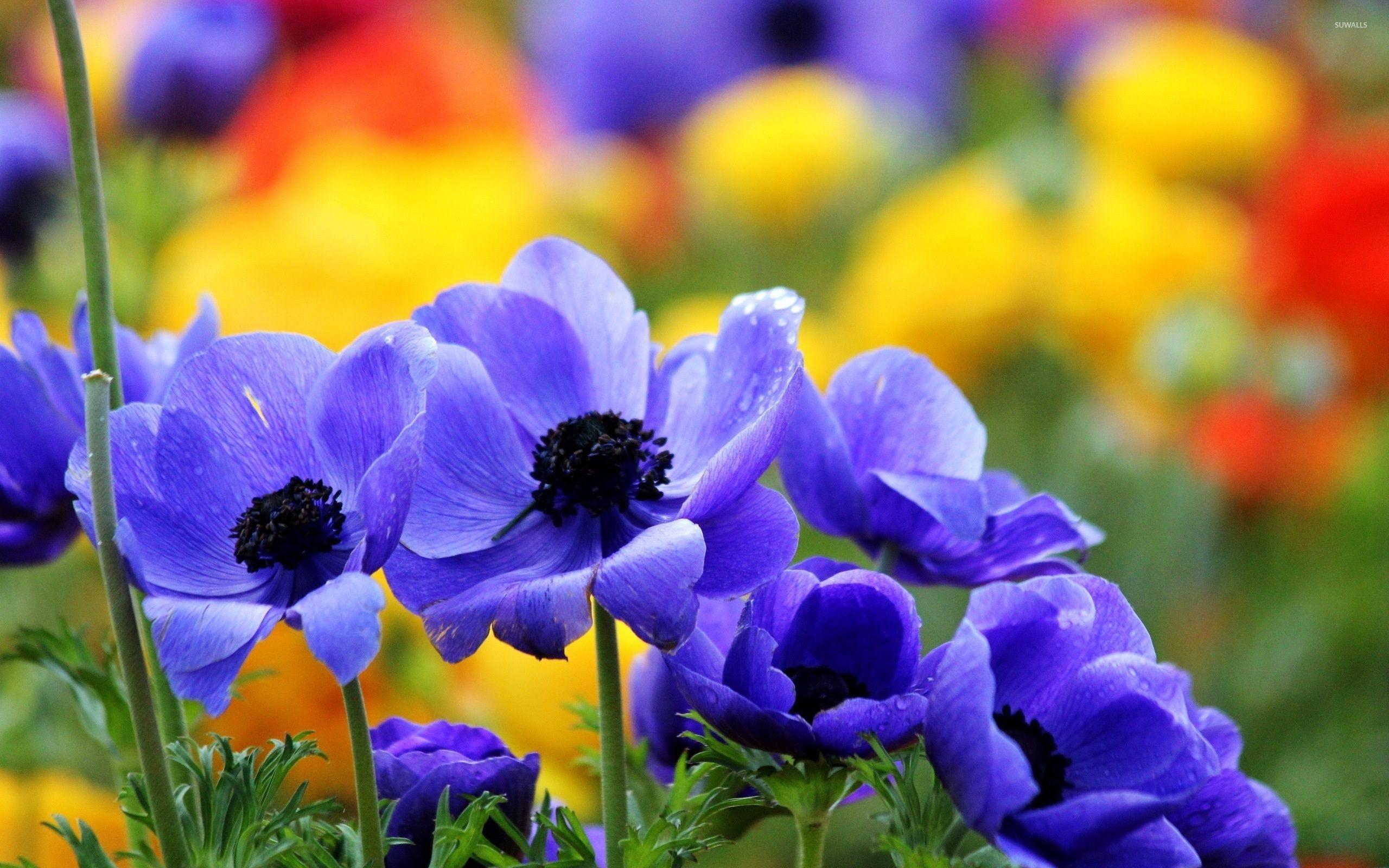 Anemone Wallpapers Top Free Anemone Backgrounds Wallpaperaccess