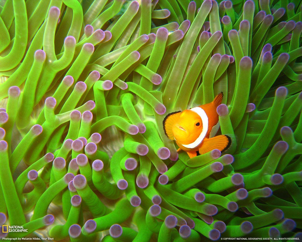 1280x1024 Sea Anemone Wallpaper