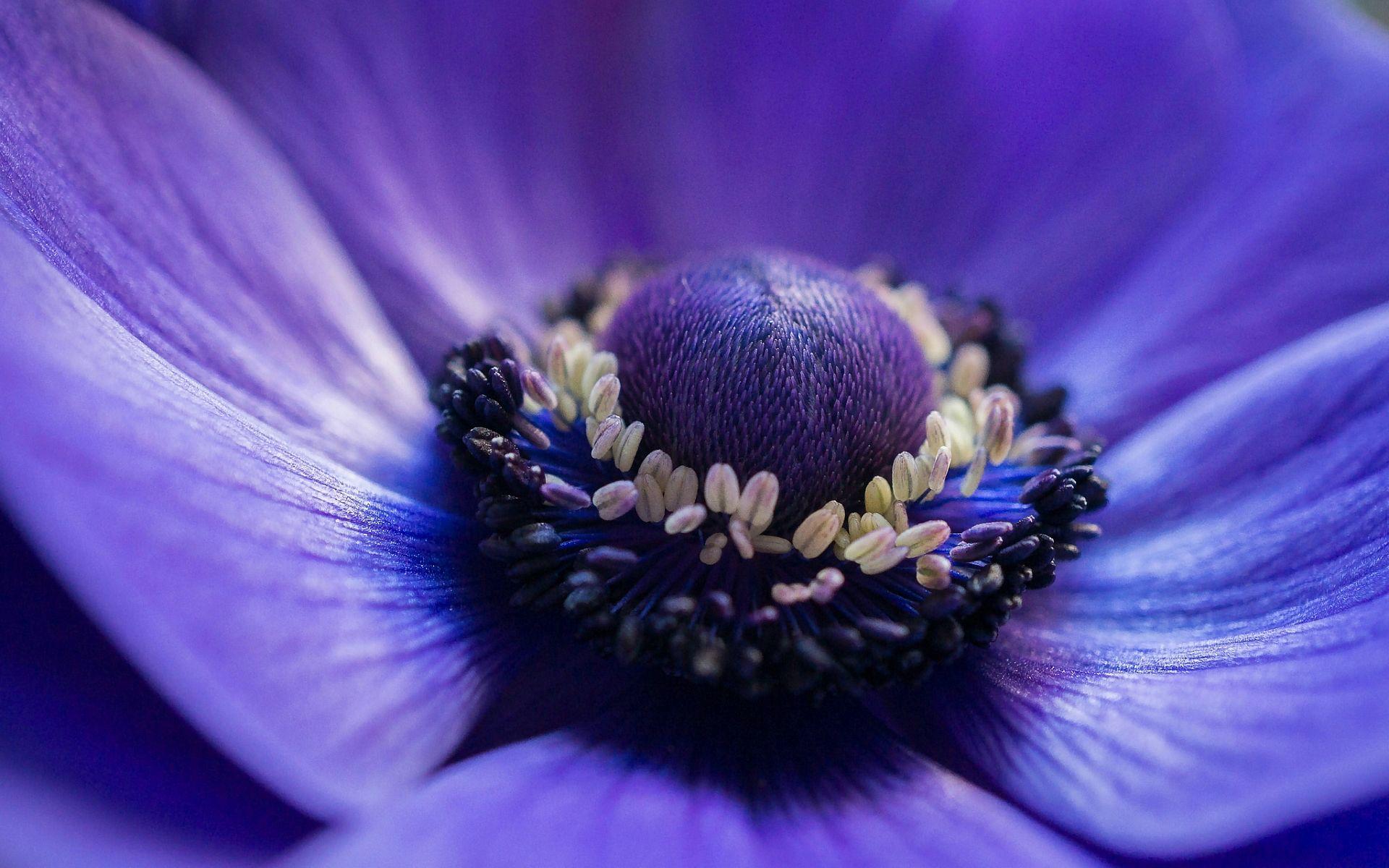 1920x1200 Anemone Flower wallpaperx1200